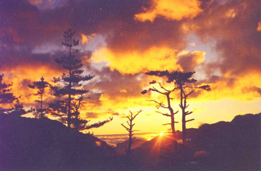 ali_atardecer.jpg (229151 bytes)